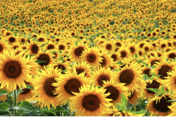 Cum se folosesc semanatorile in cultura de floarea-soarelui?