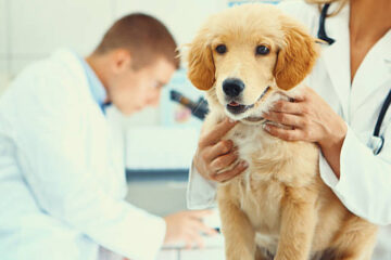 Cele mai apreciate servicii oferite de cabinetele veterinare