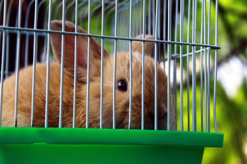 rabbit