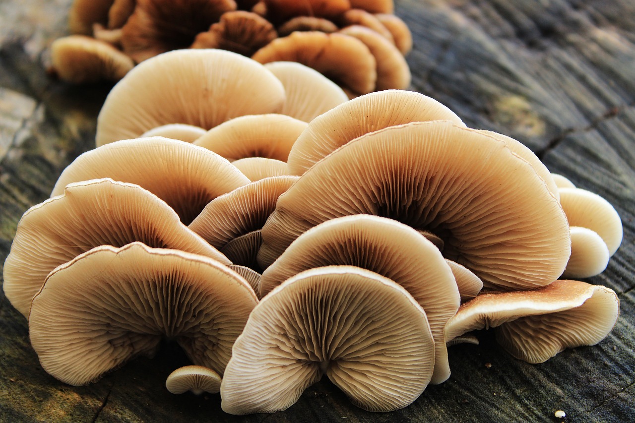 mushrooms