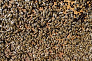 bees