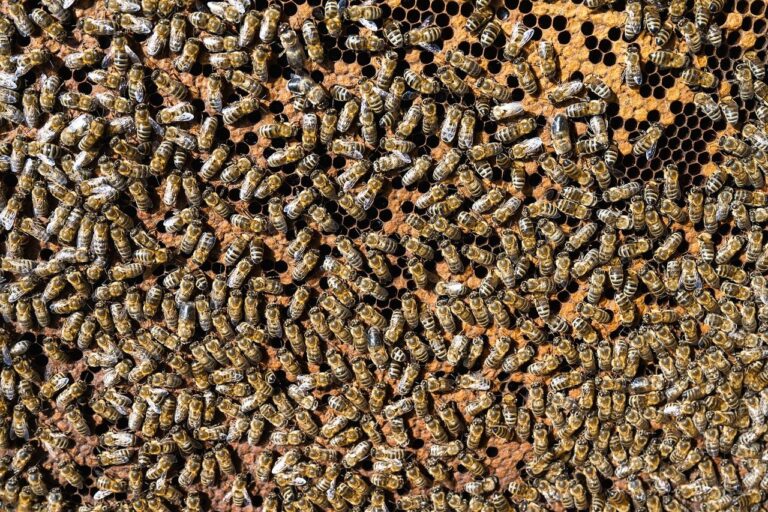 bees