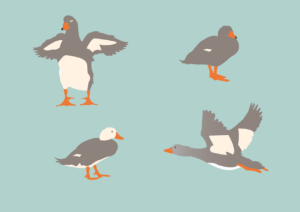 animals