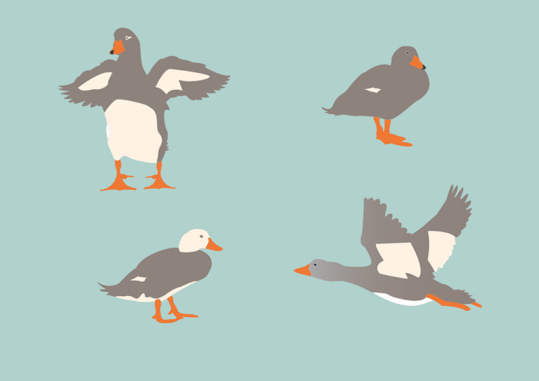 animals