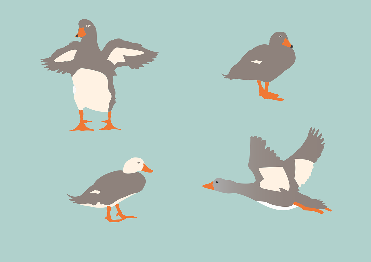animals