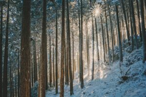 plante rezistente iarna in gradina