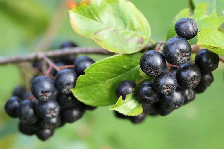 plantare aronia in gradina
