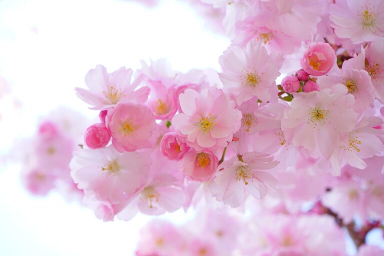 semanarea florilor in gradina