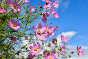 cyclamen in gradina