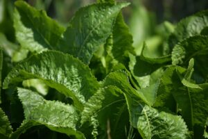 plantare hrean in gradina
