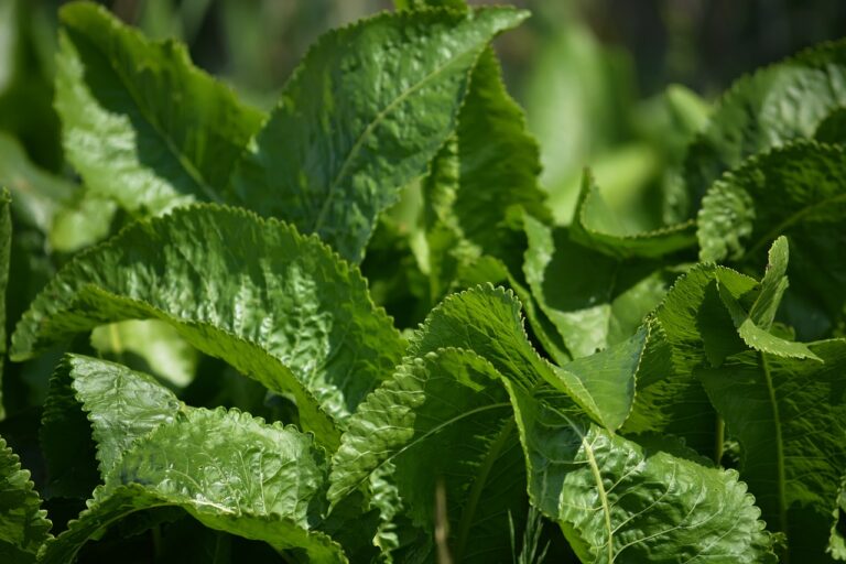 plantare hrean in gradina