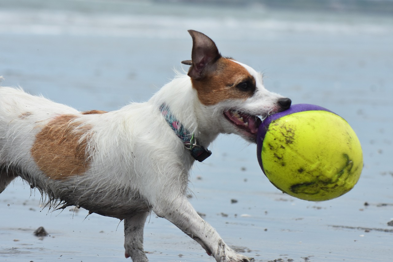 ce adidasi se poarta in 2025